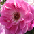 Rose-blanche - Rosiers floribunda - Regensberg